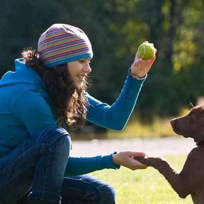 Early Puppy Training