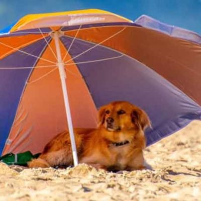Pet-Friendly Accommodation: 10 Things to Look for When Booking a Holiday