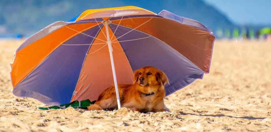 Pet-Friendly Accommodation: 10 Things to Look for When Booking a Holiday