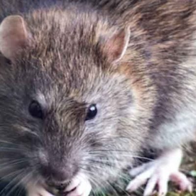 5-Expert-Suggestions-to-Keep-Rats-Out-of-Your-Commercial-Kitchen