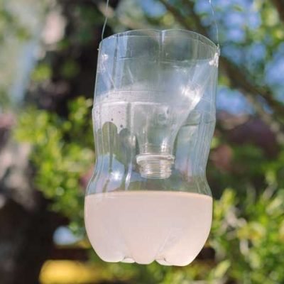 Best-Bee-Traps-For-Your-Backyard