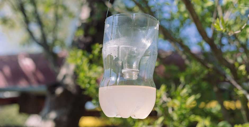 Best-Bee-Traps-For-Your-Backyard