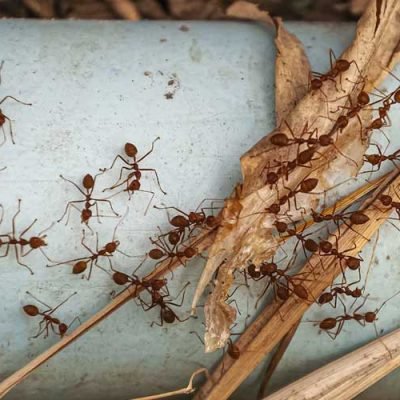 Unraveling-the-Main-Cause-of-Bed-Bugs-in-Lansing,-Michigan