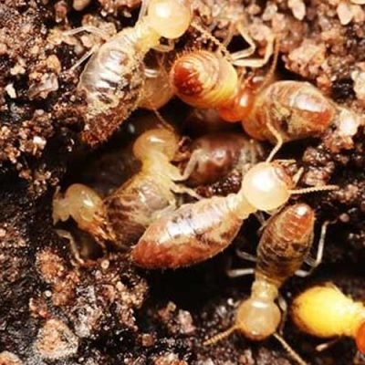 What-Are-the-Options-for-Termite-Treatment-and-Pest-Control-Explore-Your-Choices