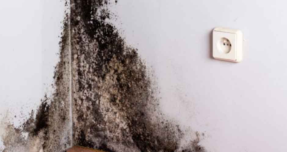 Manage-Moisture-&-Mold-on-Your-Property