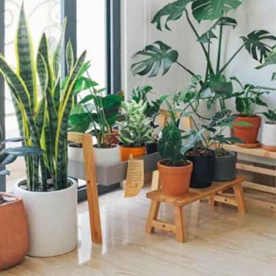 6-Indoor-Plants-You-Can-Keep-in-Your-Bathroom