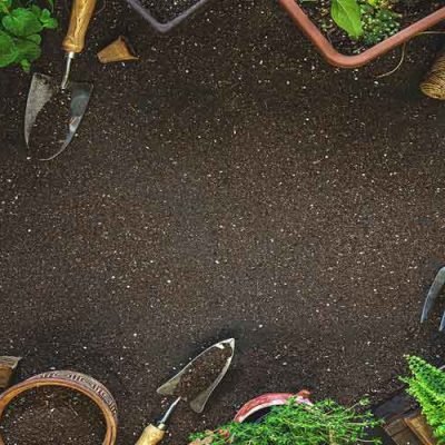 Exploring-the-World-of-Herb-Seeds