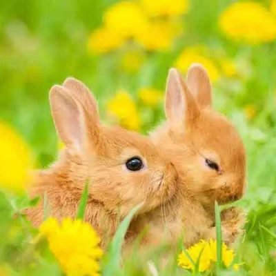 The-Positive-Impacts-of-Rabbit-Awareness-Week-(RAW)