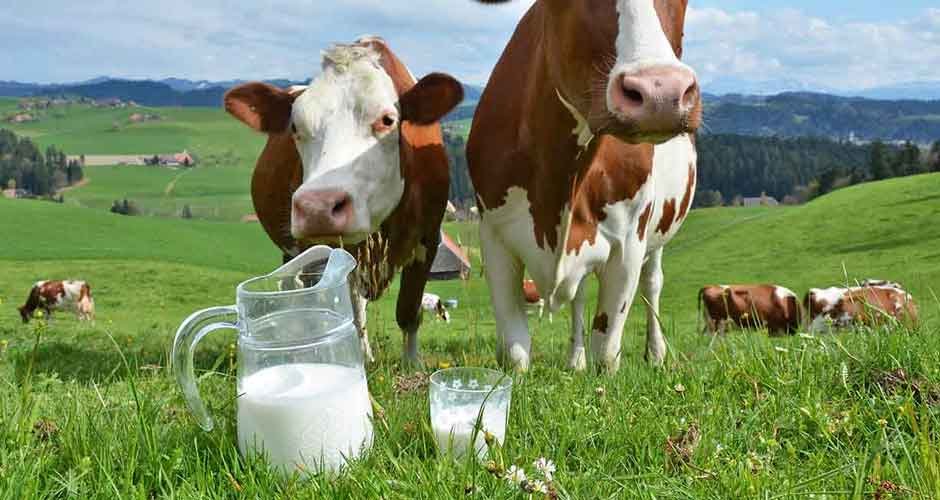 Exploring the Benefits of Organic Milk in Cooking