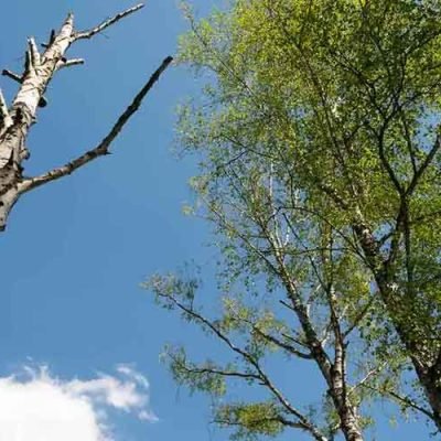 How do you tell if a tree needs to be trimmed