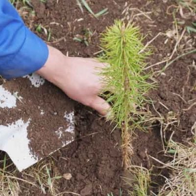 How-much-does-a-memorial-tree-planting-usually-cost