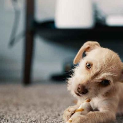 Navigating Carpet Cleaning for Pet Owners