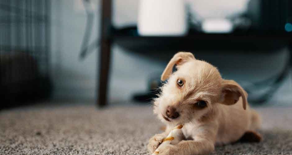 Navigating Carpet Cleaning for Pet Owners