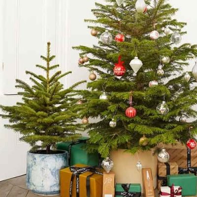 Using Live Potted Christmas Trees