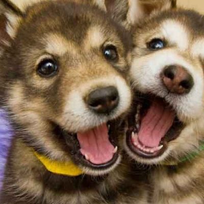 How-to-Help-Your-Dog-Make-Friends