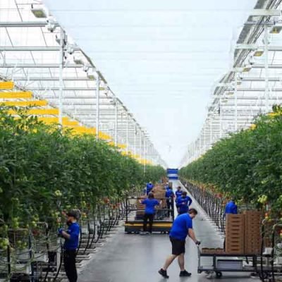 How to Maintain Your Hydroponic Greenhouses at Home?