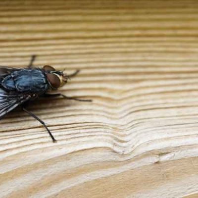 Keep-Flies-Away---Simple-Tips-for-Effective-Fly-Control