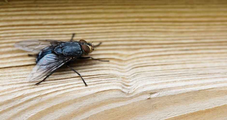 Keep-Flies-Away---Simple-Tips-for-Effective-Fly-Control
