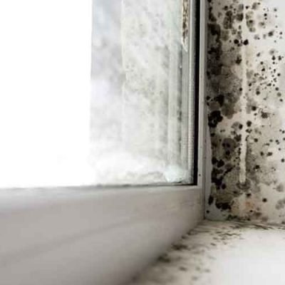 The-Hidden-Dangers-of-Mold