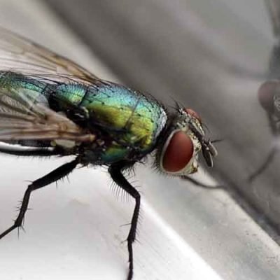 How To Stop Flies Coming Indoors
