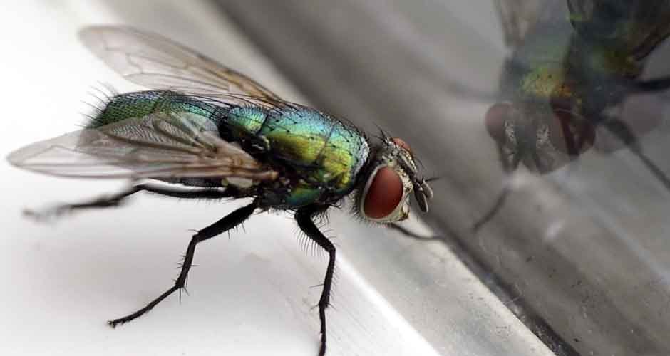 How To Stop Flies Coming Indoors
