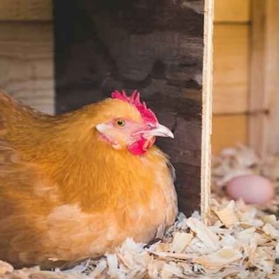 The Importance of Proper Nesting Boxes for Happy Hens