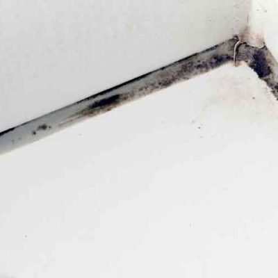 Understanding-the-Health-Risks-and-Remediation-Strategies-for-Indoor-Mold-Growth