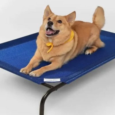 What-Are-the-Best-Accessories-For-Your-Dogs