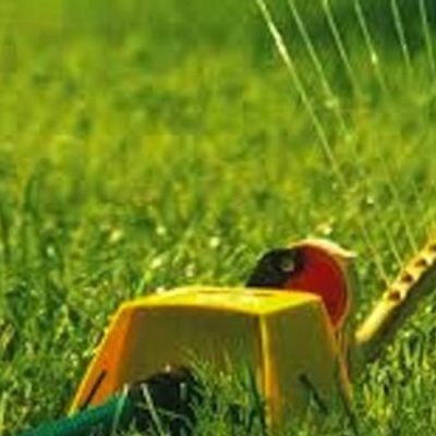 Why-Charlotte-Homeowners-Should-Ignore-These-Spring-Lawn-Pests