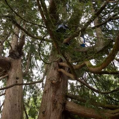 Guardians of Seattle's Greenery
