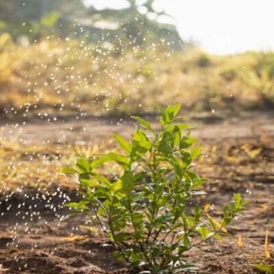 The-Impact-of-Water-Scarcity-on-Agriculture