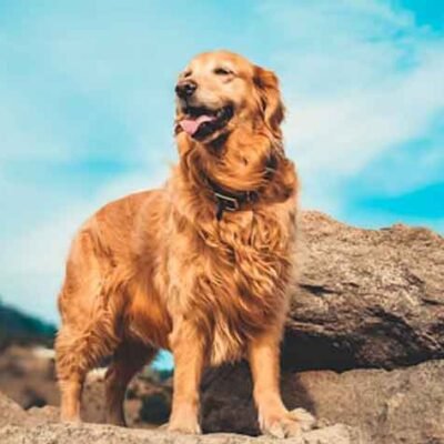 Understanding-the-Cost-of-Owning-a-Golden-Retriever
