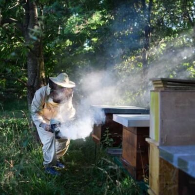 Understanding the Different Pest Treatment Methods