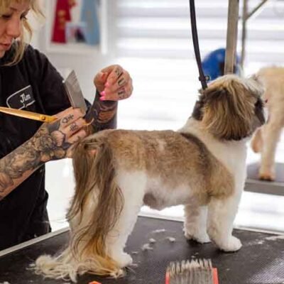 How-A-Dog-Grooming-Franchise-Can-Make-You-A-Lot-Of-Money