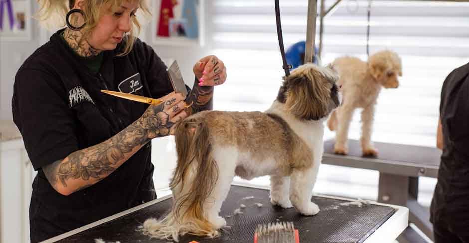 How-A-Dog-Grooming-Franchise-Can-Make-You-A-Lot-Of-Money