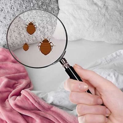 A Guide to Checking Your Home for Bed Bugs