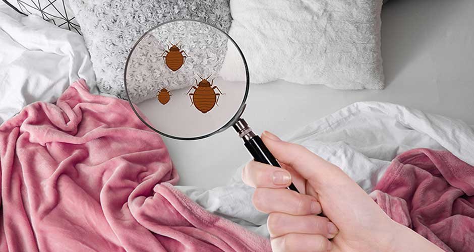 A Guide to Checking Your Home for Bed Bugs