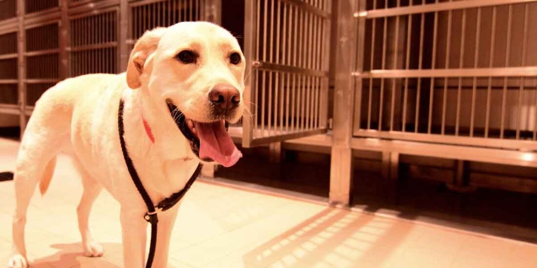 Helpful Things To Know About Dog Boarding Services