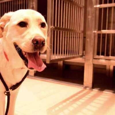 Helpful Things To Know About Dog Boarding Services