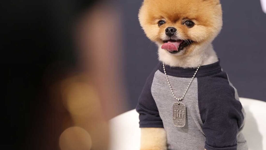 Can Your Pets Be Just as Stylish as You?