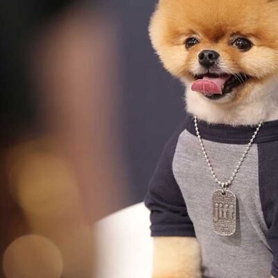 Can Your Pets Be Just as Stylish as You?