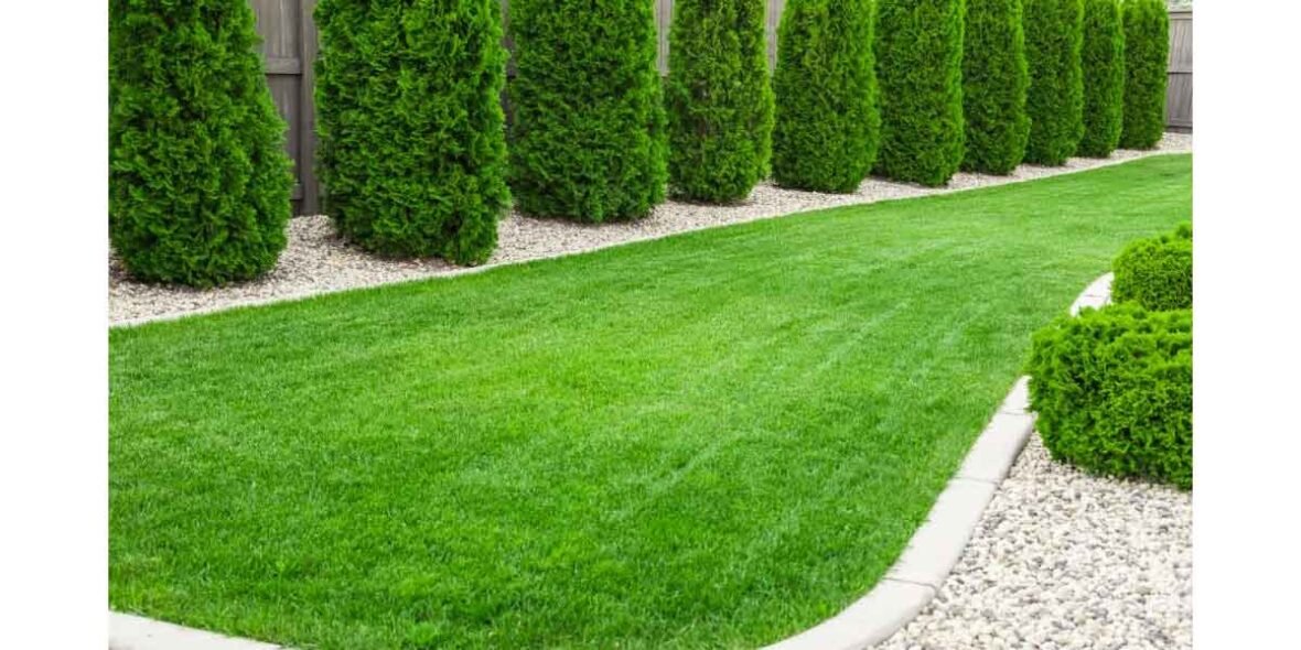 How Roll-On Kikuyu Turf Can Transform Your Perth Property