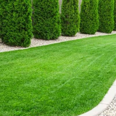 How Roll-On Kikuyu Turf Can Transform Your Perth Property