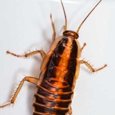 how-to-get-rid-of-german-roaches-overnight-the-24-1