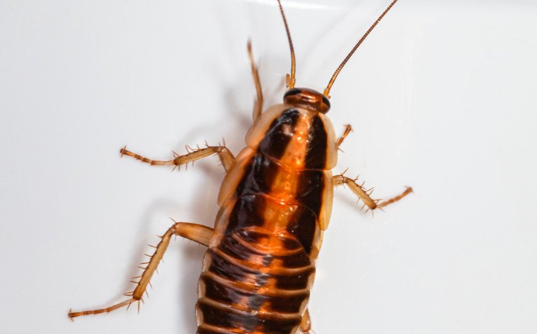how-to-get-rid-of-german-roaches-overnight-the-24-1