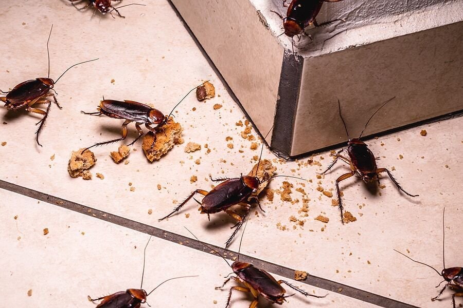 the-insect-growth-regulator-igr-is-the-difference-1