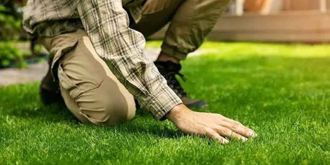 Choosing Organic Lawn Fertilizer Services for a Greener Lawn