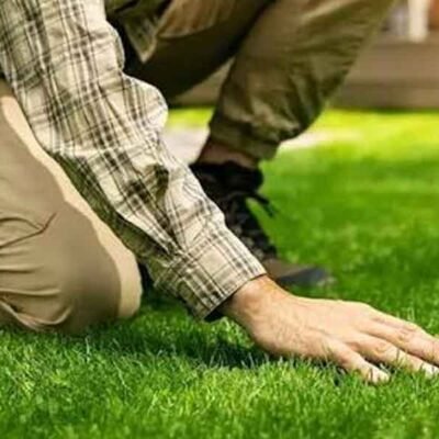 Choosing Organic Lawn Fertilizer Services for a Greener Lawn
