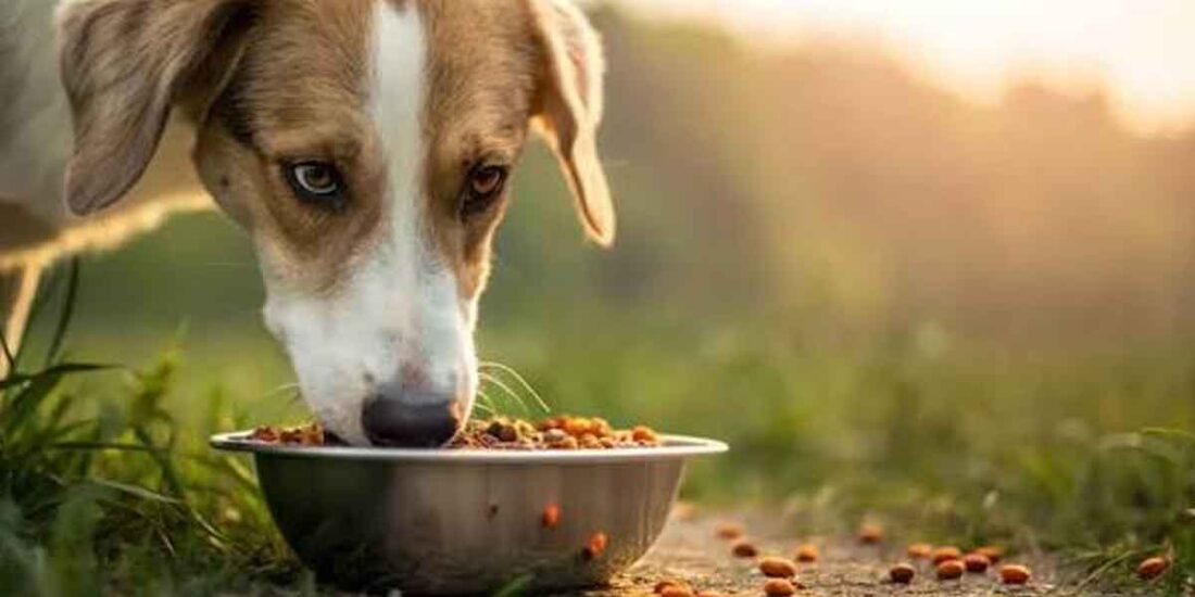 Exploring a More Thoughtful Approach to Feeding Dogs