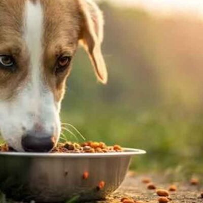 Exploring a More Thoughtful Approach to Feeding Dogs
